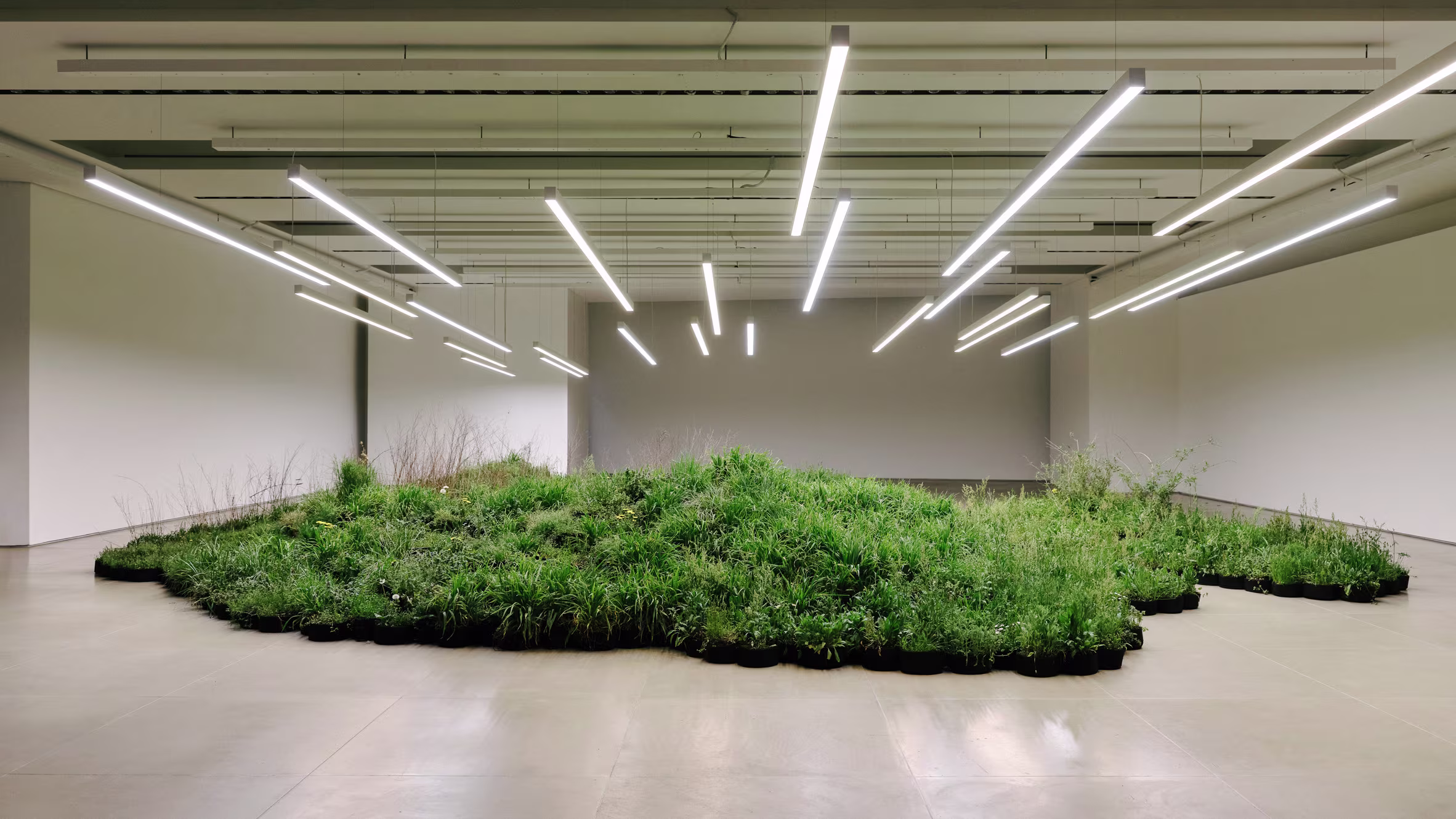 Šodienas dizains - rūpes par planētu un cilvēku (Installation Adjacent Fields. Spontaneous plants. Linda Tegg)