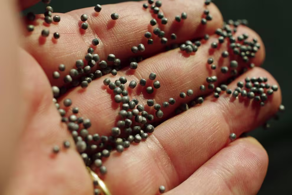 Plastmasa, plastmasa un plastmasa (Microplastic_National Geographic_1)